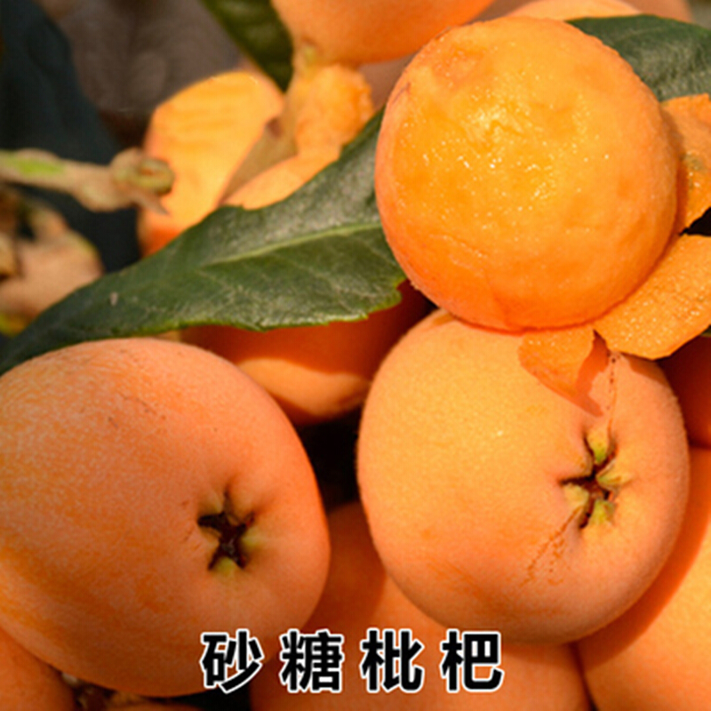 苗木价格曲线查询|苗木价格比较