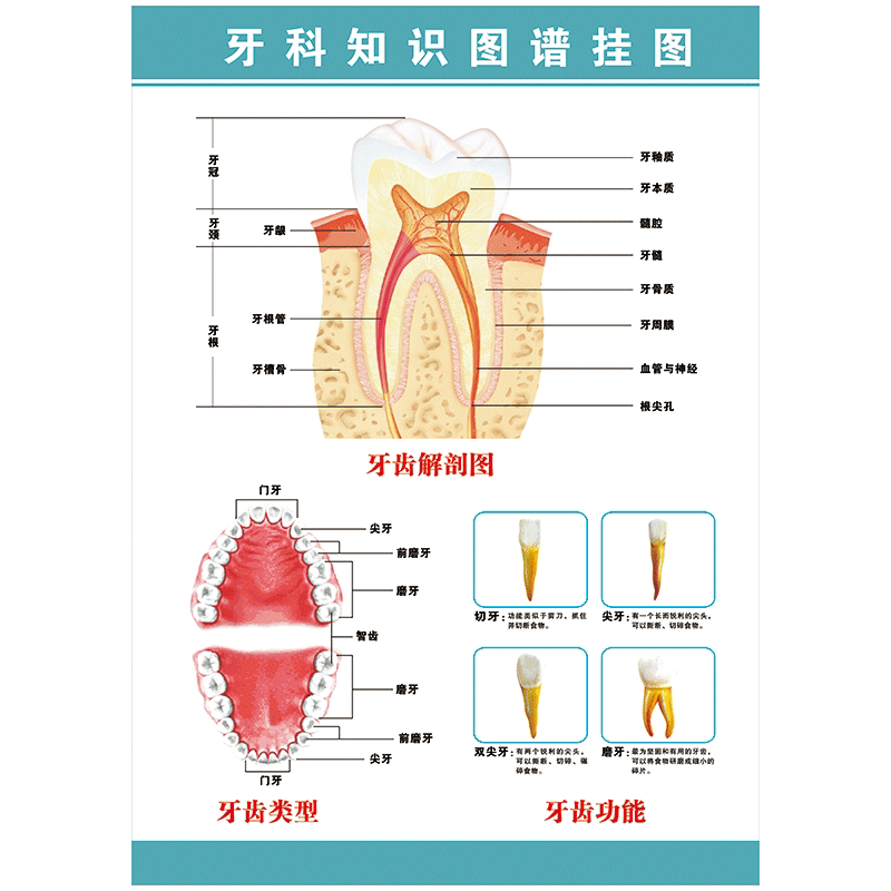 牙科宣传画口腔科海报牙齿结构功能知识解剖图谱常识挂图墙贴纸wsa