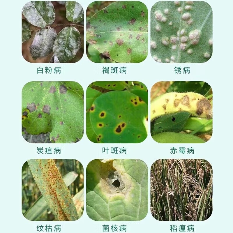 月季花专用黄叶叶子黑斑病枯叶白粉病叶子发黑黄炭疽病专用剂 3瓶装