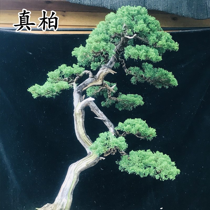 大型真柏盆景树桩高杆造型四季常青南北适宜耐寒耐旱文人树阳台 乳