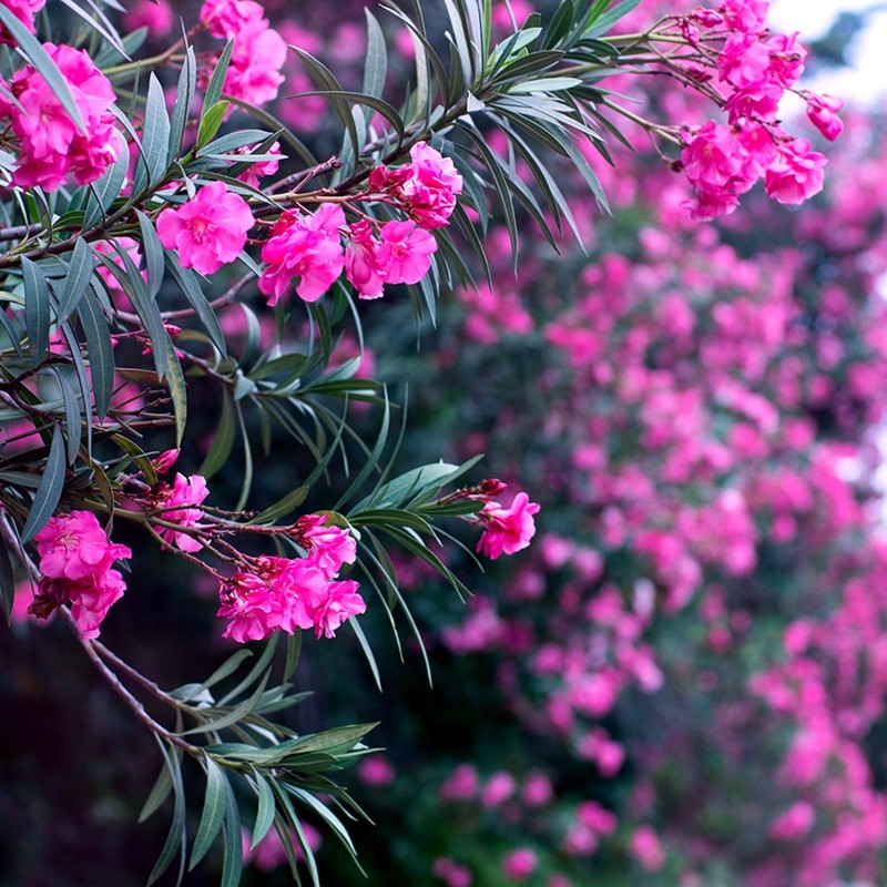 穆淳傲夹竹桃树苗盆栽绿化苗木庭院盆栽夹竹桃苗绿植地栽柳叶桃苗夹竹