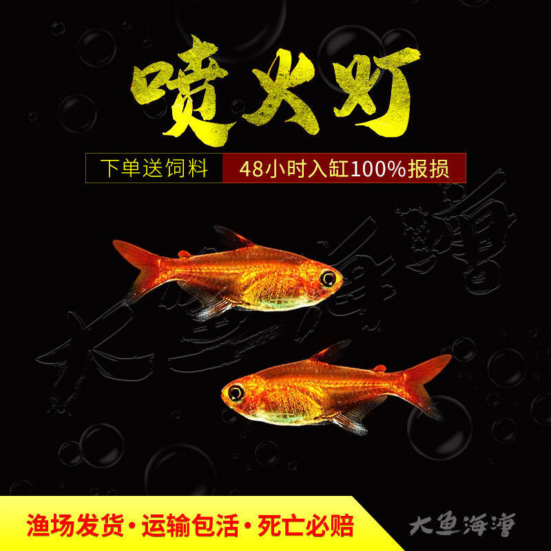 smvp喷火灯小型鱼热带鱼淡水灯鱼火焰灯鱼草缸鱼群游宠物活体包活 1