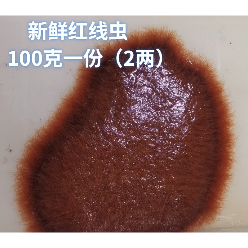 宠宝它 红线虫鱼食线虫活体水蚯蚓丝虫赤血线虫大小观赏鱼发色饲料