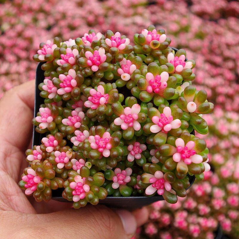 苓芊多肉植物彩色浆果大群绿植园艺药锦室内含盆带土新手 简易塑料盆