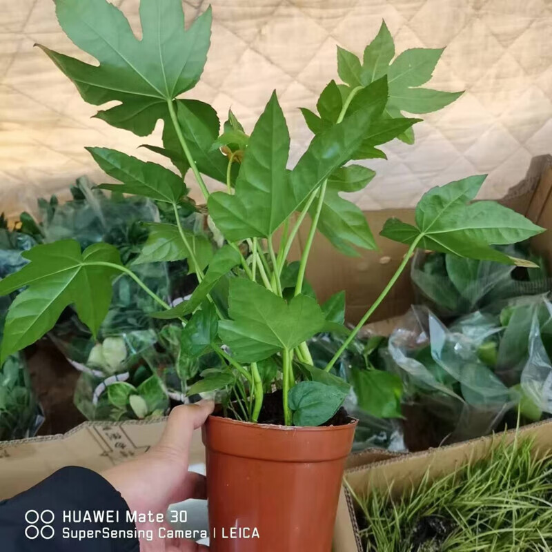 财苗室内外阳台庭院耐热晒观叶花卉四季绿植 八角金盘30-40厘米高一盆