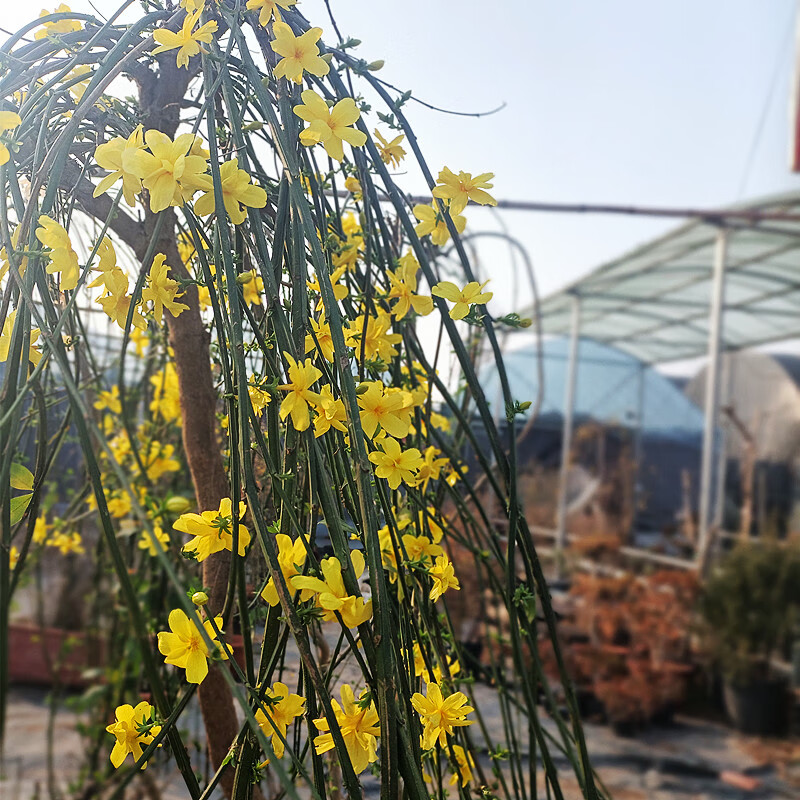 盆栽攀援爬藤耐寒植物室内垂吊类花卉报春花植物 迎春花瀑布造型1