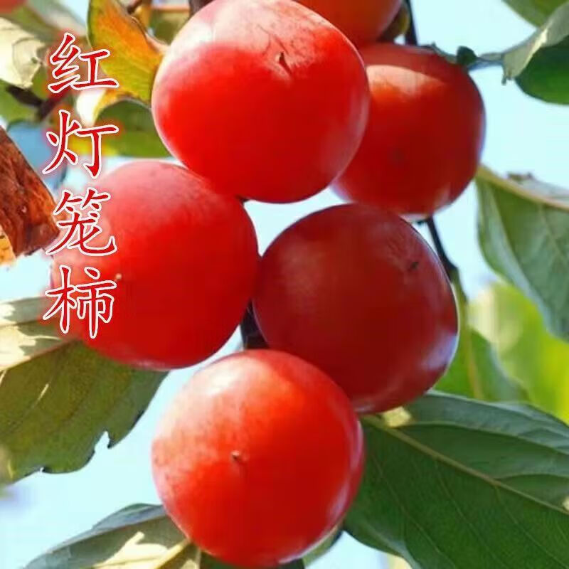 红灯笼柿子树苗嫁接柿子树苗火晶柿子树苗南方北方种植当年结果苗