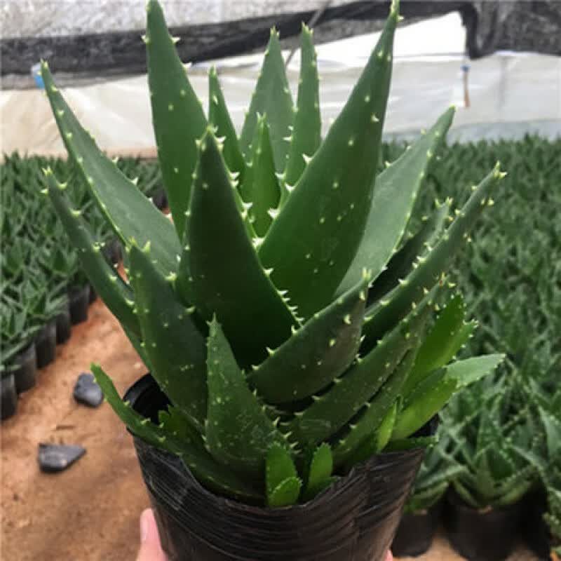 【精选直发】【原生态美颜】芦荟盆栽除净化空气四季好养植物室内绿植