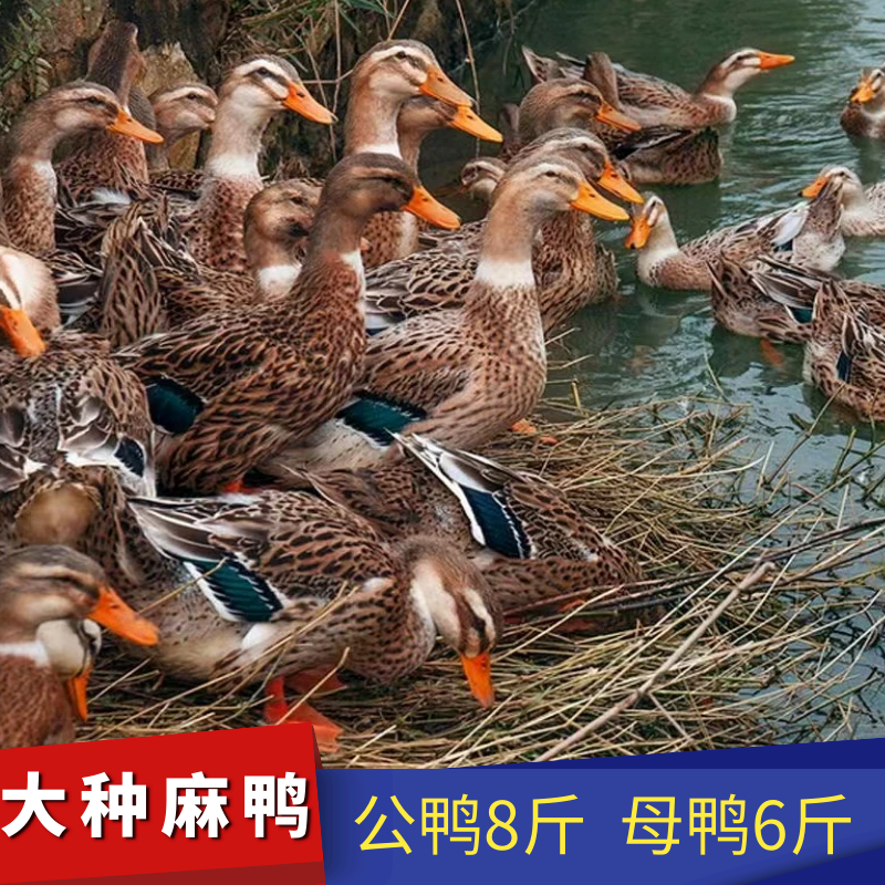 小鸭子活物大种黑番鸭麻鸭青头鸭产蛋鸭水鸭火鸭土鸭金锭鸭子 大种