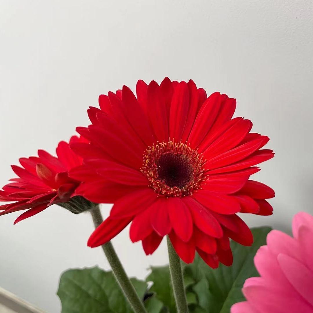太阳花重瓣多年生带花苞家居室内外鲜花植物抖音网红 大红色原土原盆