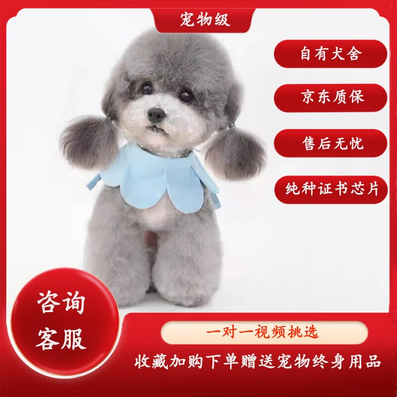 蒂瑞科纯种灰色泰迪宠物狗活体泰迪狗活体犬小型犬小泰迪幼犬贵宾犬