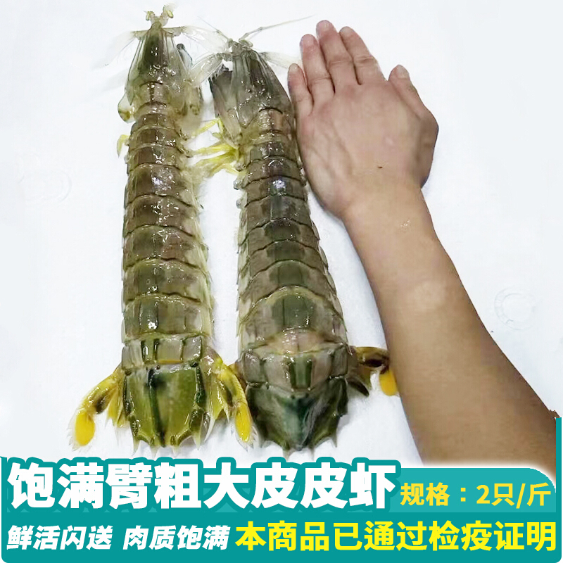 榕毅鲜生【上海闪送】鲜活大皮皮虾富贵虾海鲜水产超大濑尿虾2到3只斤