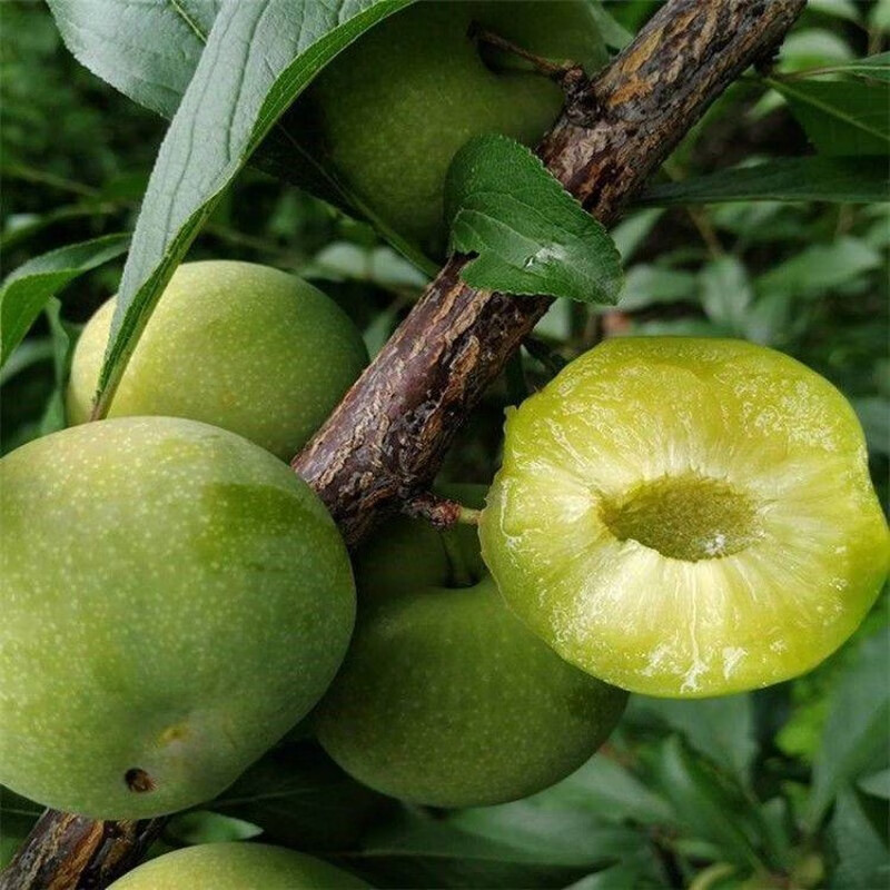 果树苗沿河沙子空心李苗 嫁接空心李子苗 沙子空心李树苗