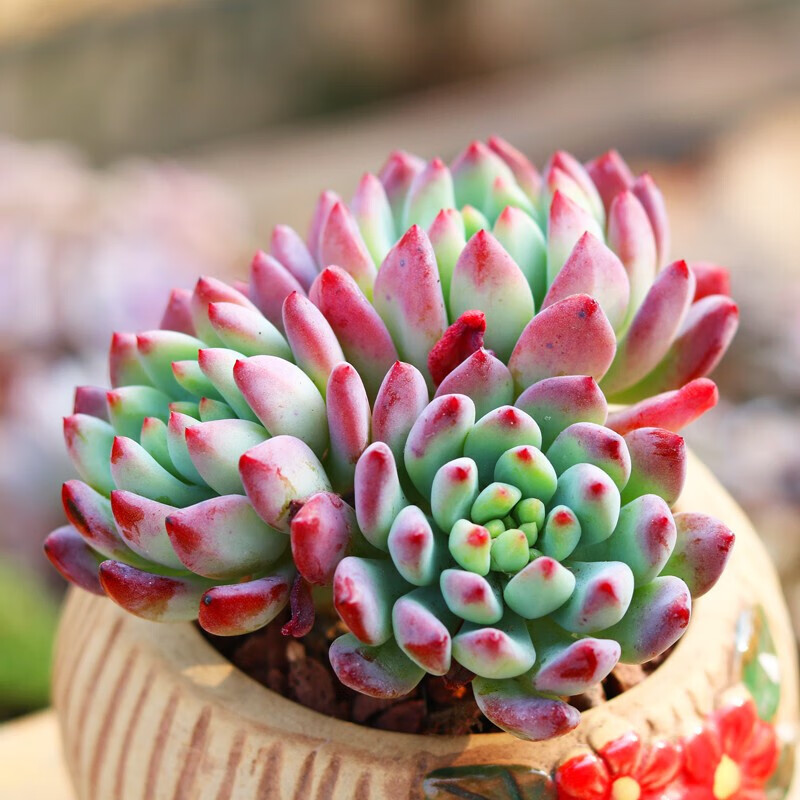 蓝精灵多头群生多肉植物盆栽肉肉新手植物办公室创意花卉绿植 蓝精灵