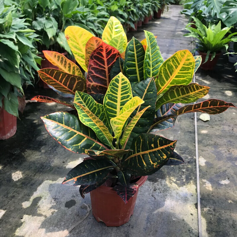 变叶木变色木盆栽绿植四季花卉盆景室内客厅办公室植物观叶庭院 彩色