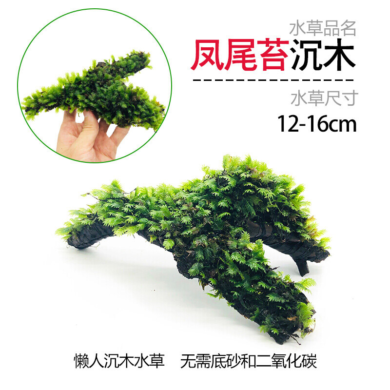 森悠（SARYOR）鱼缸懒人沉木水榕造景装饰活体植物水族箱真水草套餐淡水增氧水草 凤尾莫斯沉木使用感如何?