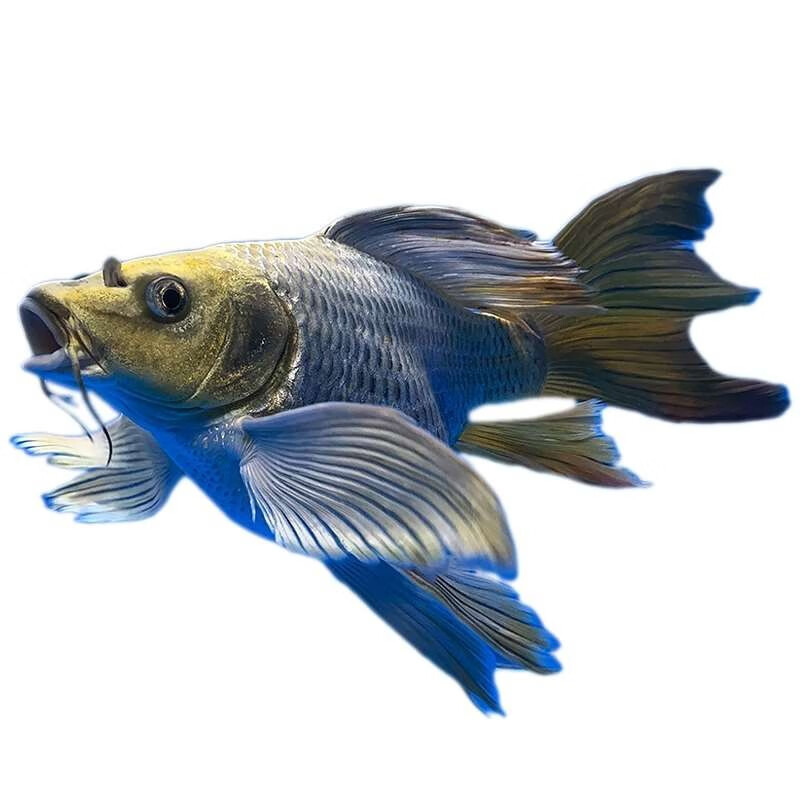 欣锦宠台湾纯种彩色蝴蝶鲤鱼熊猫金色球体短身活体冷水观赏鱼 短身