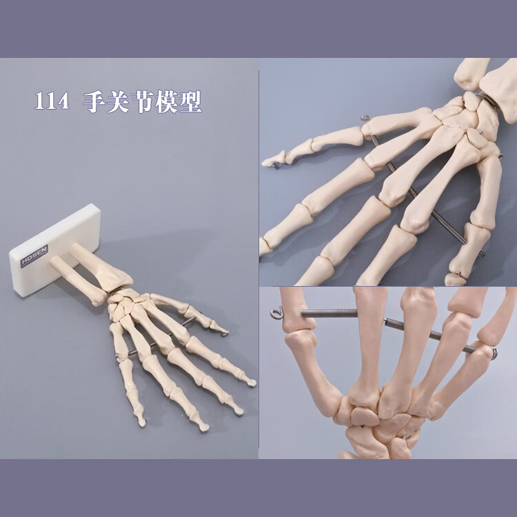 谜朵人体关节模型骨骼手肘腕脚踝骨肩膝关节髋骨科附韧带医学教学玩具