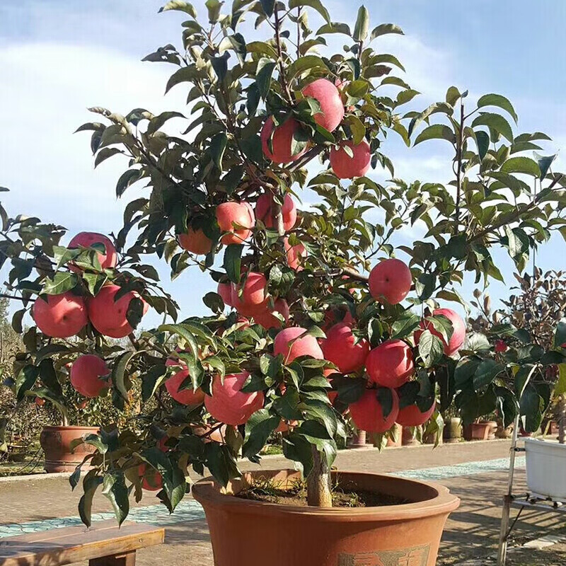 春花妙意蘋果苗帶果矮化盆栽南方北方種植庭院陽臺(tái)盆景嫁接紅富士蘋果樹苗 12年大苗【帶果發(fā)貨】 40cm(含)-50cm(不含)
