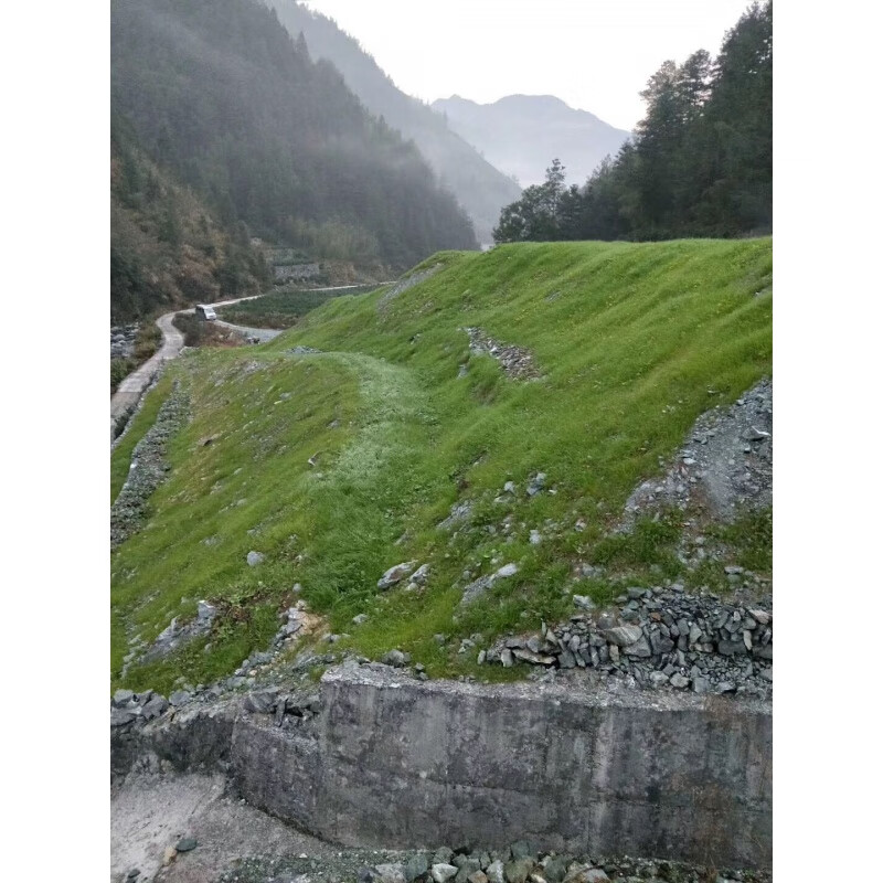 畷园 护坡草种子草籽草坪种子护坡绿色四季青绿化草籽固土狗牙根高