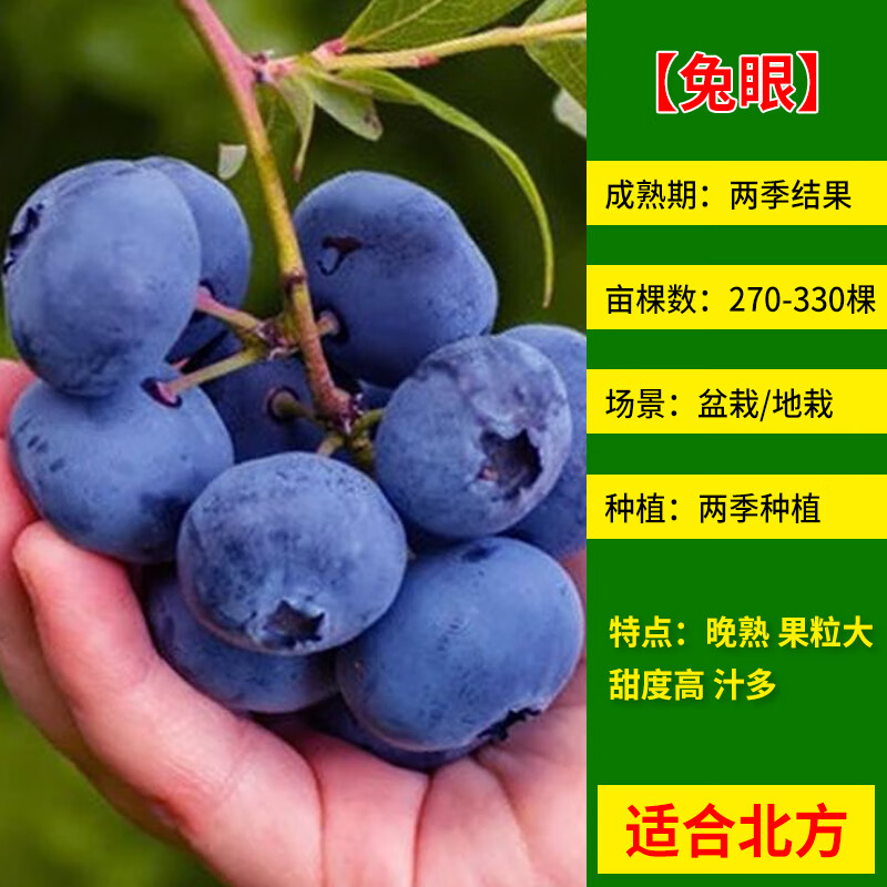 花苞蓝莓苗南北方种植兔眼特大阳台盆栽树苗当年结果 兔眼蓝莓苗5年苗