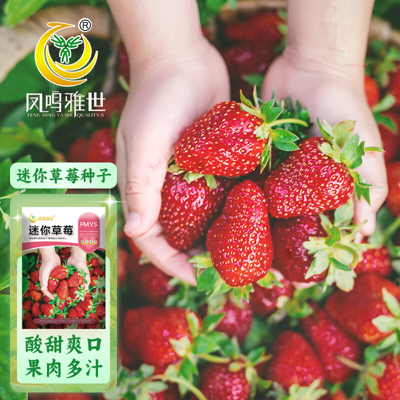 凤鸣雅世四季种易活草莓种籽室内蔬菜水果阳台水果种孑迷你草莓种子500粒