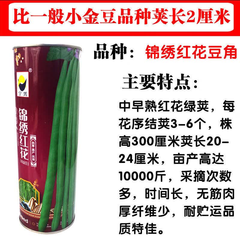 锦绣红花小金豆种子豆角芸豆种籽四季豆扁豆春季秋季蔬菜孑籽种 锦绣