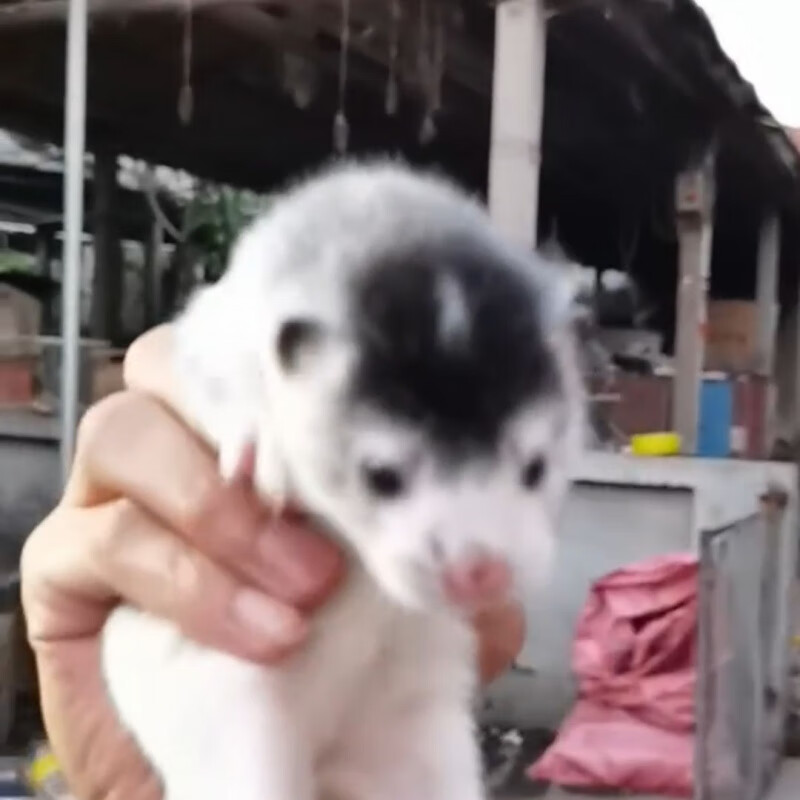 花水貂宠物貂宝宝幼崽粘人可爱安格鲁活物包活视频养殖场 定金花貂