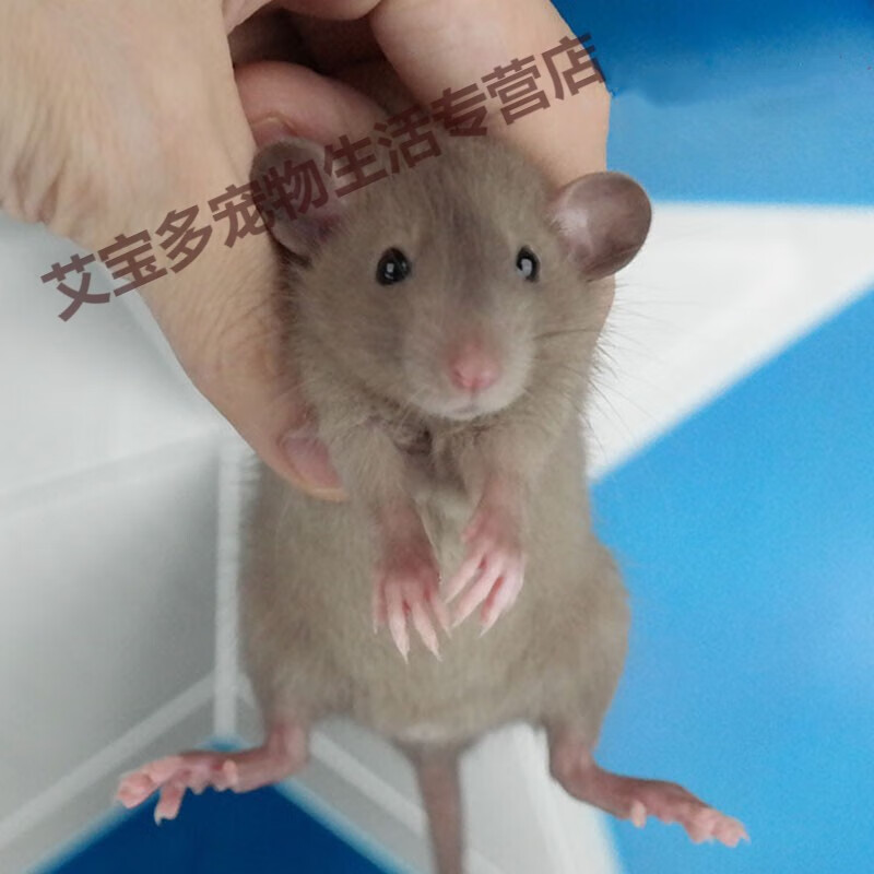 花枝鼠活体幼崽家养温顺高智商小型宠物鼠活物可爱人 咖啡色飞象耳