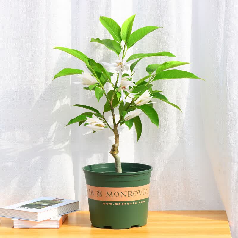 汉柠 虞润兰花盆栽白玉兰花树苗浓香型室内白玉兰小盆栽四季庭院花卉