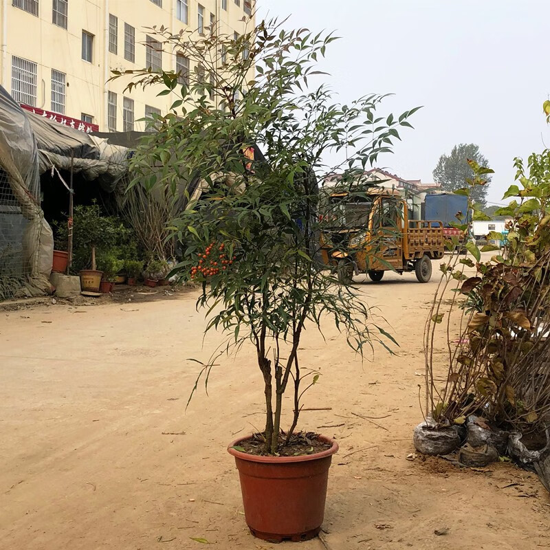 曼杉园(manshanyuan)南天竹盆景老桩盆栽南天竺花苗树苗庭院阳台花镜