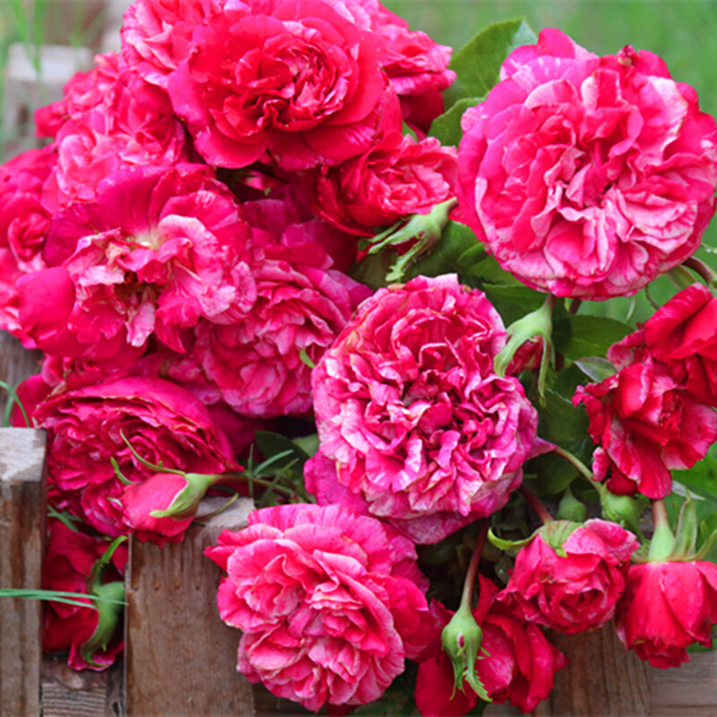 牵挂 爬藤伊蕾莎斯特藤本月季浓香型多头大花紫红色条纹特大花浓香四