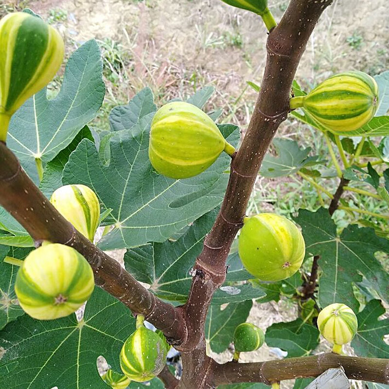 无花果果树苗树盆栽芭劳奈小树苗花园水果庭院阳台果树果苗波姬红