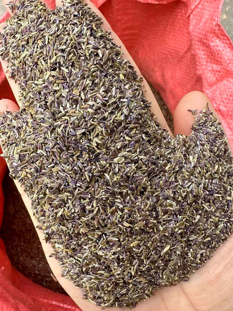 芗苒紫菀种子四季播种用种籽籽 紫菀种子一斤