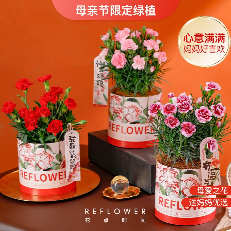 花点时间（Reflower）母亲节桔礼物实用送妈妈送老婆康乃馨盆栽鲜花绿植送妈妈同城配送 康乃馨单盆-颜色随机 带盆栽好 每周一陆续发货