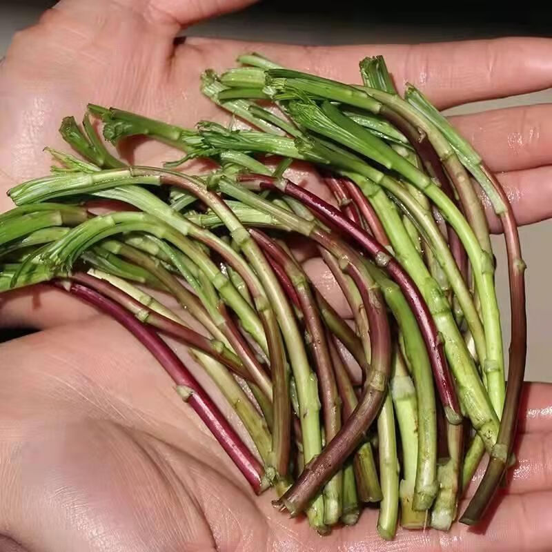 果心榴新鲜野泥蒿湖北洪湖野生芦蒿黎蒿篱蒿泥耗特产蔬菜当季 野藜蒿2