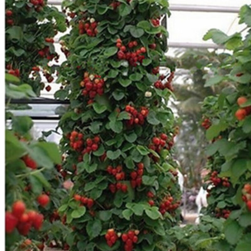 四季草莓苗 攀援草莓树阳台种植爬藤草莓苗当年结果水果苗 攀援草莓