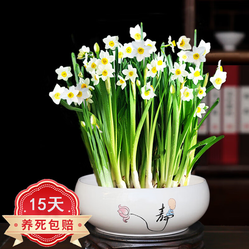 沭之美 水仙花种球水培室内花卉水仙花绿植水培花卉盆栽植物水仙花卉