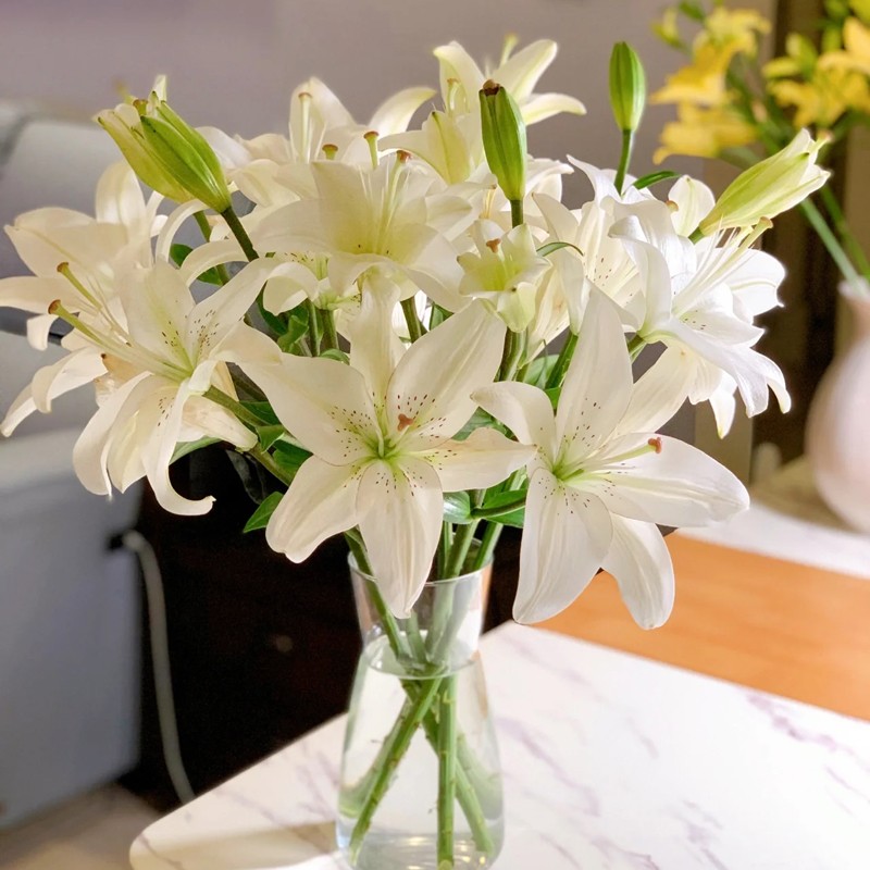 白百何 相关京东优惠商品排行榜 价格图片品牌优惠券 虎窝购