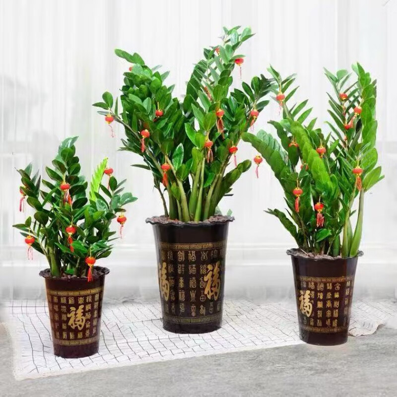 大颗金钱树钱串盆栽摇钱树发财树室内绿植客厅办公室书房桌面盆景 含