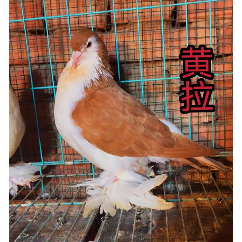 oimg观赏鸽宠物鸽蓝拉哈尔黄拉黑拉青年鸽种鸽一对包活包健康 蓝拉