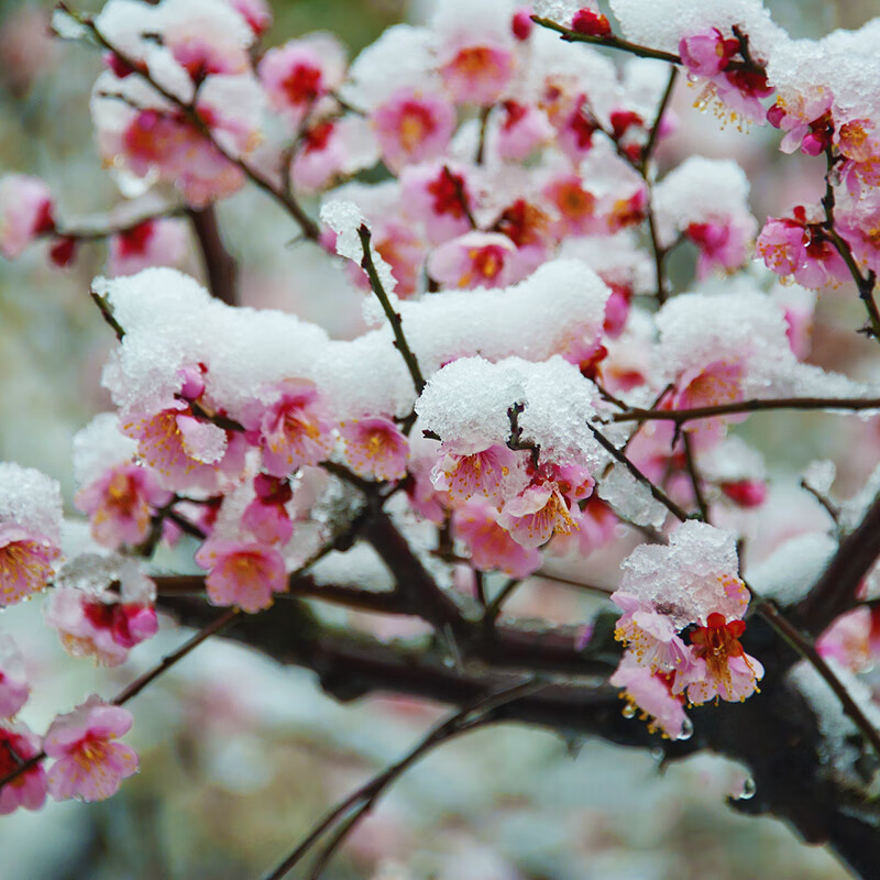 老桩红梅腊梅盆景树苗花卉耐寒植物室内阳台庭院四季好养 傲雪冬梅 5