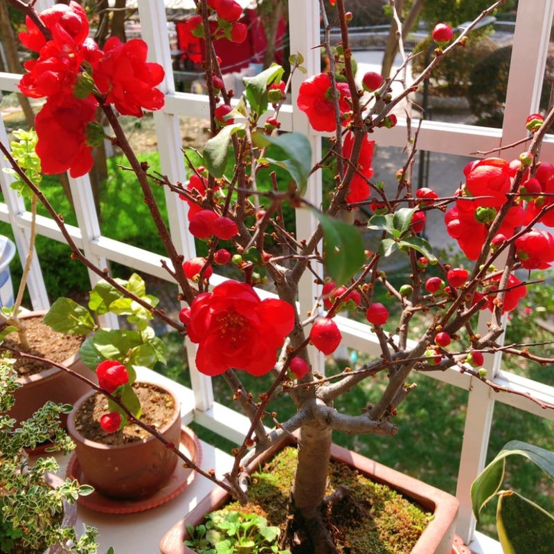 年宵花卉垂丝海棠花盆栽苗日本长寿冠带花苞老桩重瓣耐寒花卉庭院阳台