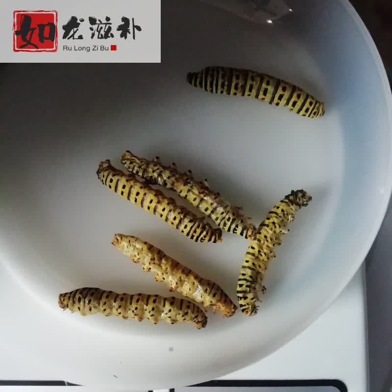 伟博10条茴香虫 大蘹香虫 大茴香虫实拍精选大茴香虫 野茴香虫 怀香虫