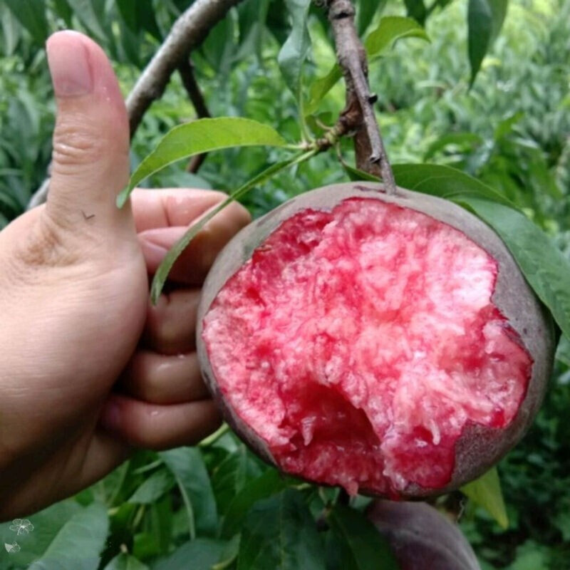 黑桃王桃树苗黑桃皇后树苗嫁接桃树果苗南北方种植当年结果 地径粗1