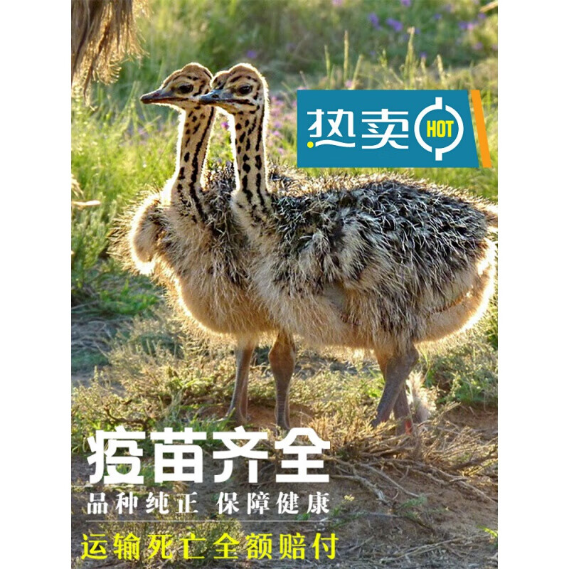 荣郁 成年澳洲小驼鸟崽鸸鹋纯种脱温非洲鸵鸟苗活体幼苗一对仔活 定金