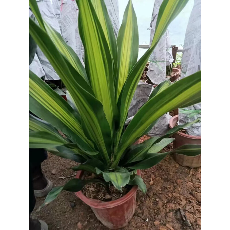萌妹金邊巴西鐵樹盆栽香龍血樹室內四季常青植物客廳綠植花卉也門鐵苗 金心也門鐵80-90厘米左右 不含盆