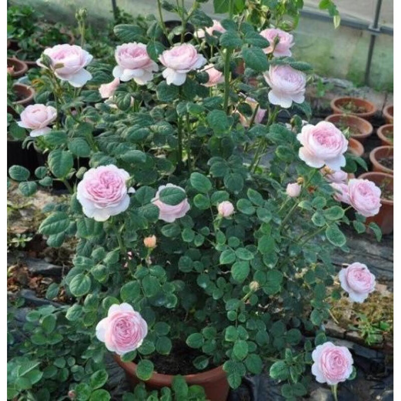 花询 欧洲月季花苗 瑞典女王 灌木浓香切花月季 阳台盆栽 多季开花