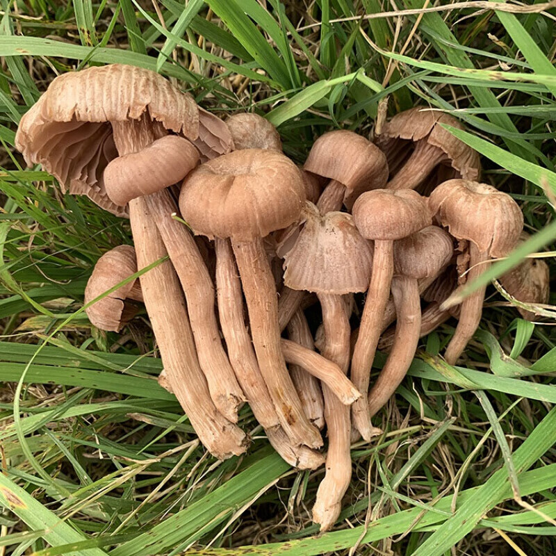 皮条菌新鲜蘑菇云南菌 新鲜皮条菌 500g