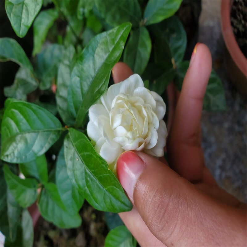 绿之妙圆叶正宗虎头茉莉花盆栽室内浓香花卉重瓣老桩带花苞四季开花